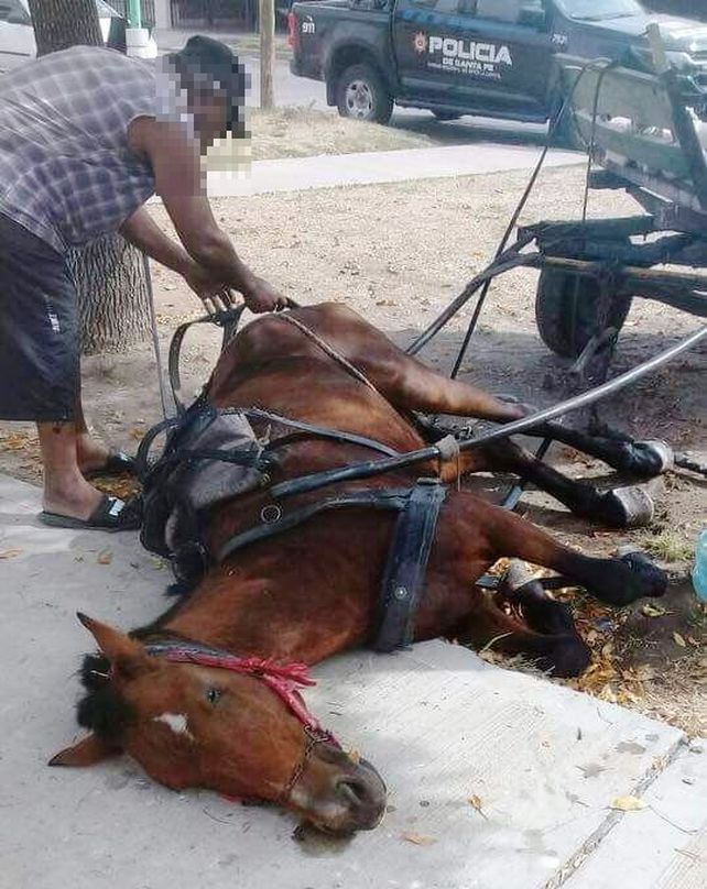 La Policía Comunitaria rescató a un caballo maltratado en Santo Tomé
