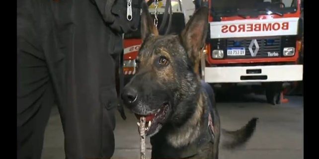 Perros adiestrados: Toby, Bruno y Halcón, algunos de los canes estrella de 2017