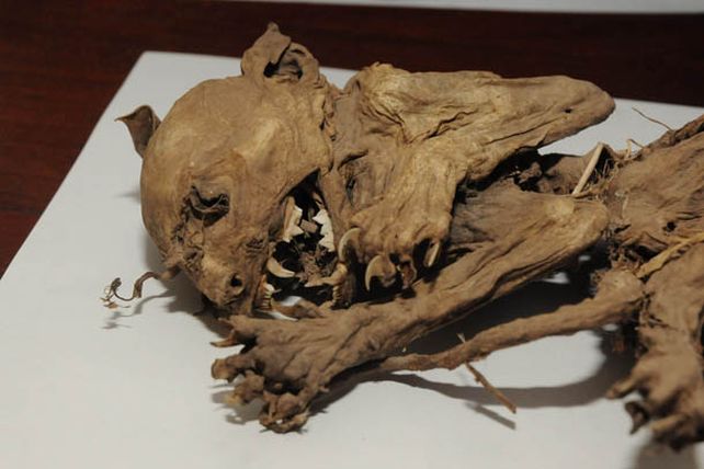 Exhiben restos de un extraño animal parecido al mítico chupacabras