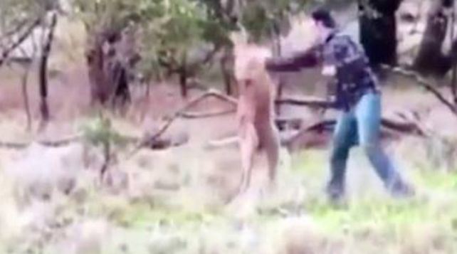 Peleó a golpes con un canguro para salvar a su perro