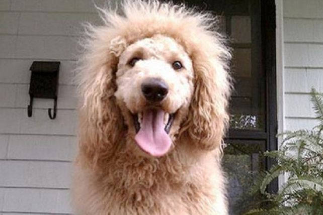 Un perro que parece león causó revuelo en un pueblo