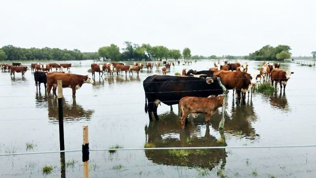Por probables lluvias extraordinarias y crecidas en el segundo semestre por El Niño Senas recomienda actualizar Renspa y organizar traslado de hacienda