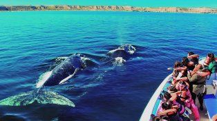 Ballenas francas australes: comenzó la temporada en Chubut y ya hay avistajes en el Golfo Nuevo