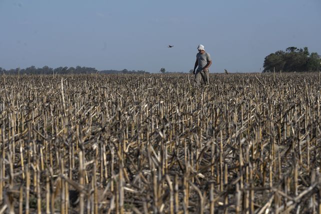 La zona núcleo productiva fue duramente golpeada por la sequía.