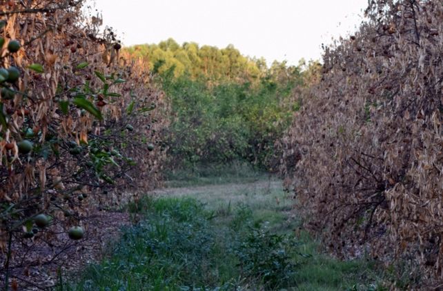 Por la sequía, Bordet declaró la emergencia agropecuaria