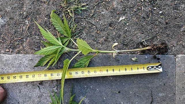 Secuestraron 30 aves silvestres y marihuana en Colonia Avellaneda y San Benito