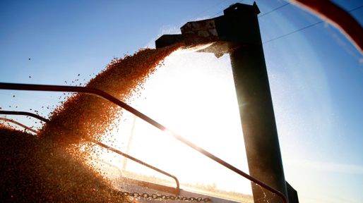Presión bajista para el precio de los granos