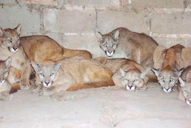 Buscan prohibir los cotos de caza en territorio santafesino