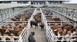 El campo le pide al gobierno que no avance contra el instituto de la carne