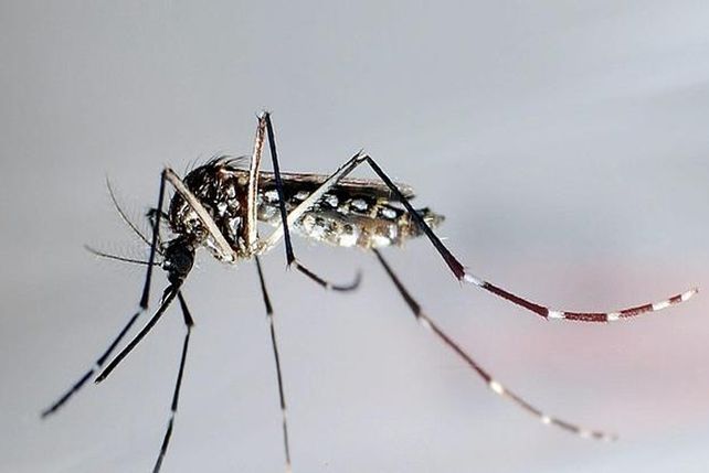 Científicos argentinos descubren un antídoto contra el dengue