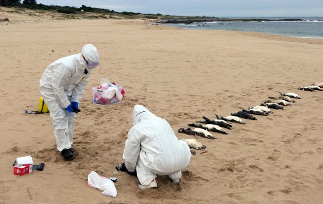 Miles de pingüinos aparecieron muertos en el balneario uruguayo La Paloma