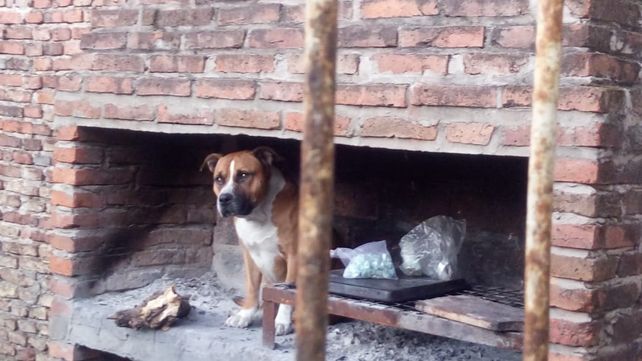 Los agarraron con más de 100 dosis de cocaína