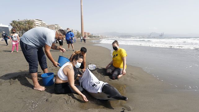 Varios bañistas ayudan a un delfín varado en la playa de La Misericordia en Málaga