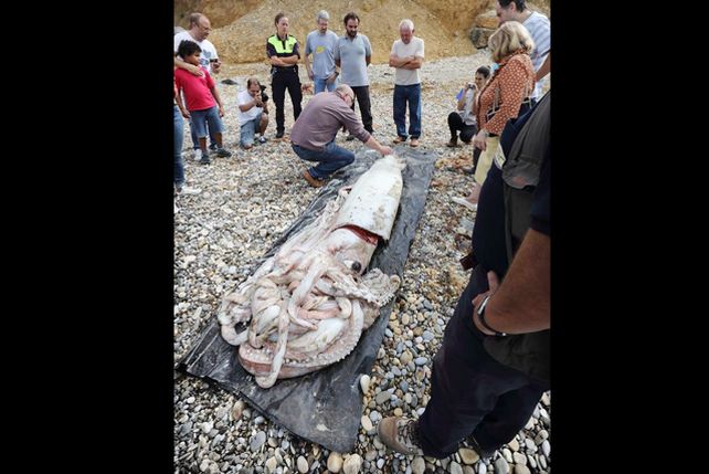 ¿Apareció “El Kraken” sobre una playa española?