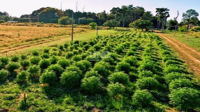 El narco vivero de Arroyo Leyes