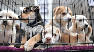 Buscan prohibir los criaderos y venta de animales