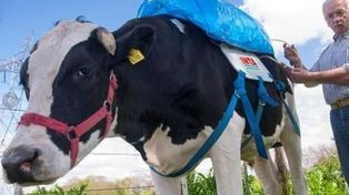 Científicos argentinos ayudarían a salvar el planeta gracias a flatulencias bovinas