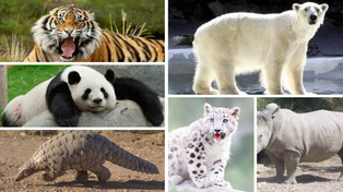 Alerta, Tierra: unas 5,200 especies están en peligro de extinción