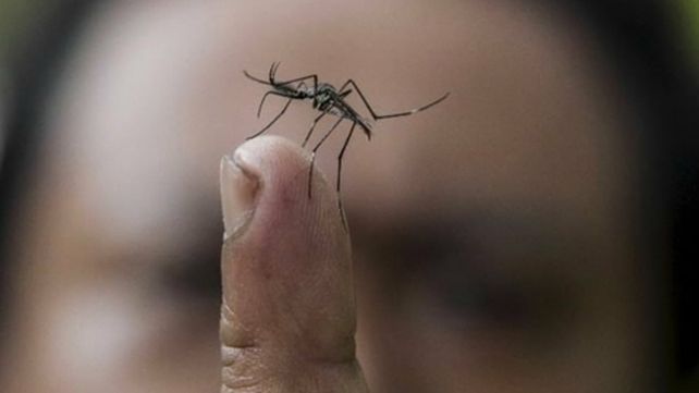 Alerta. El mosquito que transmite el dengue es una gran preocupaci&oacute;n.