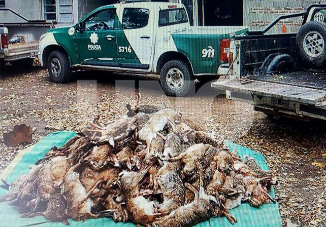 Secuestraron 218 liebres a cazador furtivo