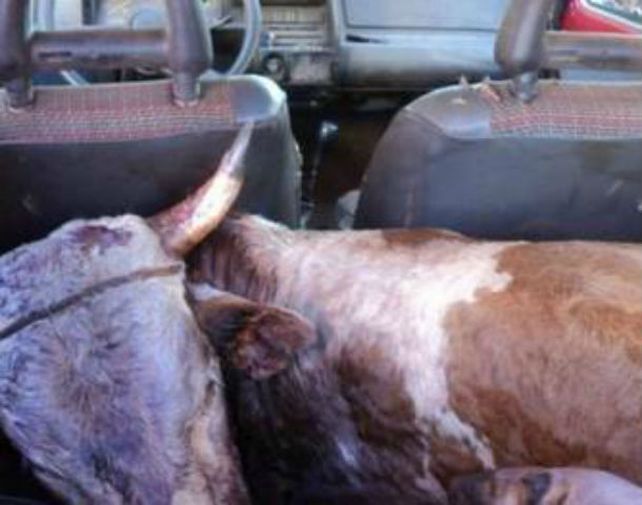 Increíble. El animal faenado en el asiento trasero del pequeño automóvil.
