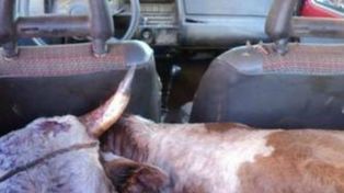 Misiones: robaron un toro y lo metieron en un Fiat 147