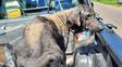 Qué multas habrá por abandono, maltrato animal y su traslado inseguro