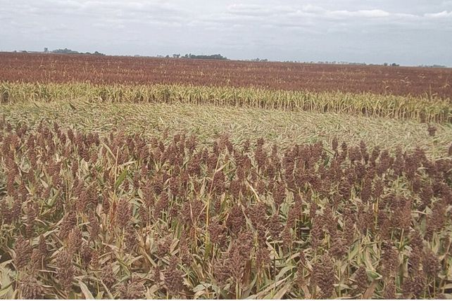 Una huella mística sorprendió a un chacarero cordobés en Las Perdices