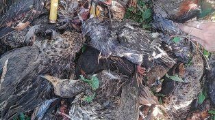 Victoria: denuncian coto de caza y montañas de patos muertos