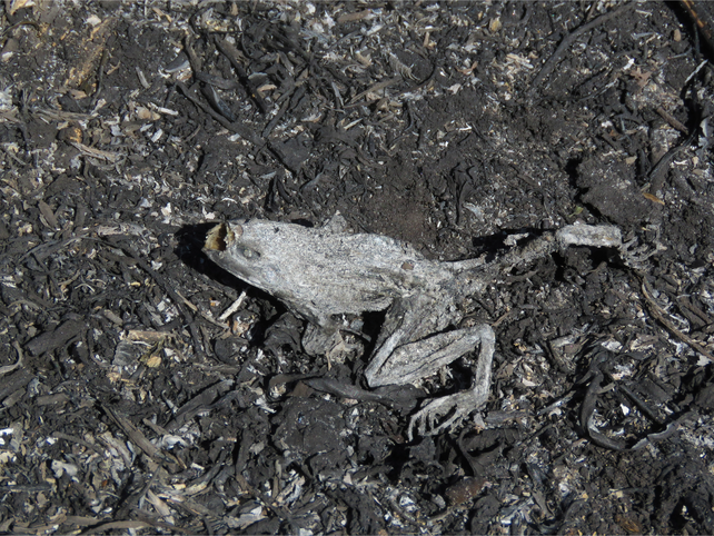 Ranas calcinadas, una postal que quedó en la Isla de los Mástiles.