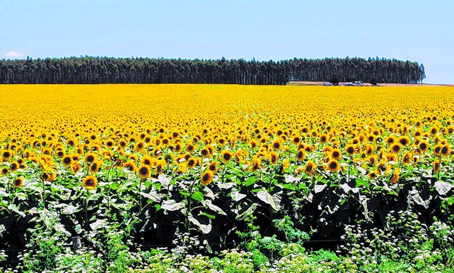 El girasol aterriza, tras plantar cara a la sequía