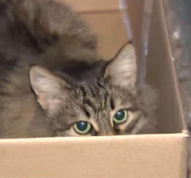 Una vecina de la vivienda escuchó los maullidos del gato y el llanto del bebé.