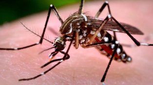 Sigue la alerta por la fiebre chikungunya