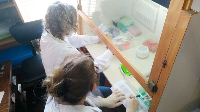 Coronavirus: Anmat autorizó un kit que permite un mayor número de muestras y a un costo menor