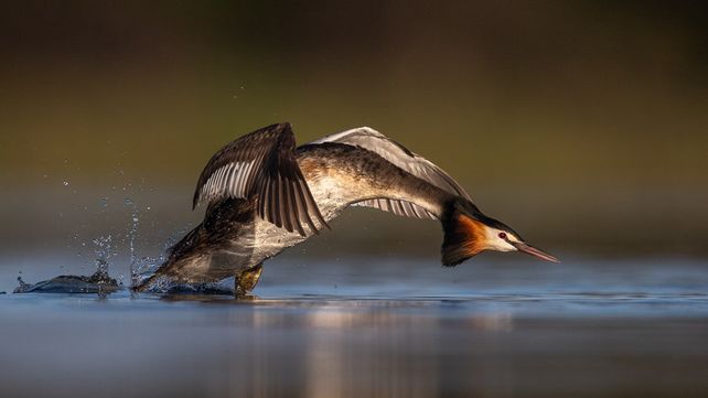 Imágenes ganadoras del concurso Bird Photographer of the Year 2020