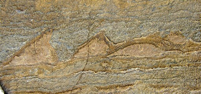 Evidencia. Estromatolitos (formas marrones) de 3.700 millones de años.