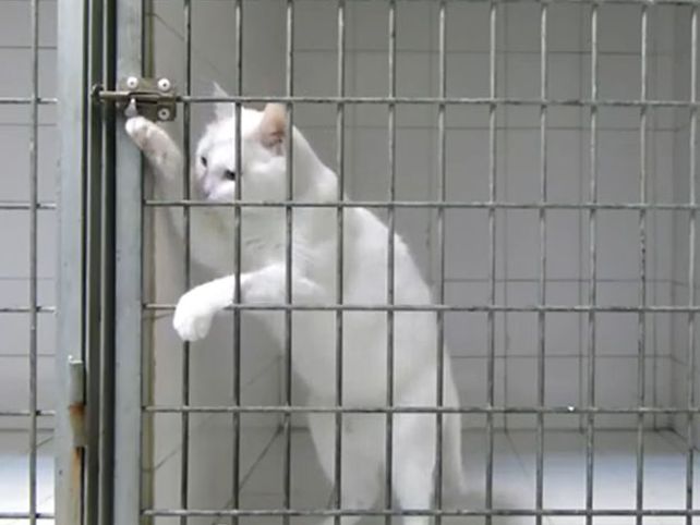 Discípulo de Houdini: el gato escapista huye de cualquier jaula