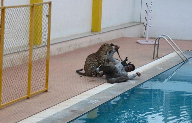 Un leopardo irrumpió en una escuela, causó pánico y dejó a cinco personas graves