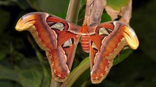 Nacen las mariposas más grandes del mundo