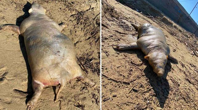 Cuatro patas y sin pelo: el extraño animal que encontraron en una playa luego de una tormenta.