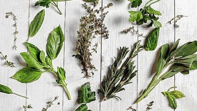 Dudas. Algunos asistentes comentaron haber consumido “boldo” en infusiones preparadas a partir de hojas frescas