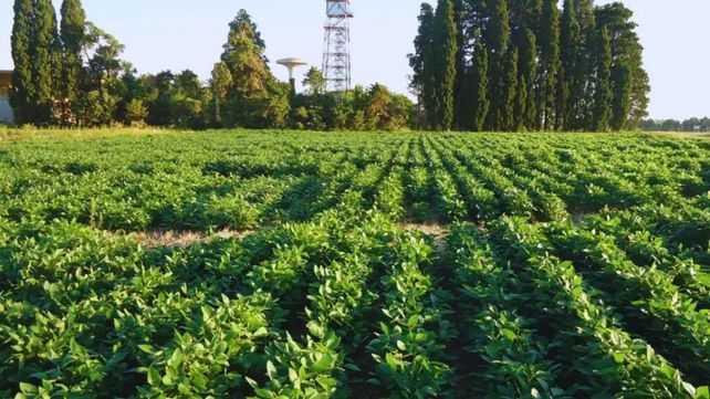Nueva soja del Inta. Ambos cultivares se destacan por su alto contenido de proteína y materia grasa.