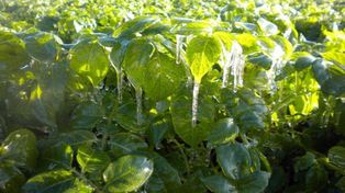 Por el frío, anticipan escasez y aumento en el precio de las verduras