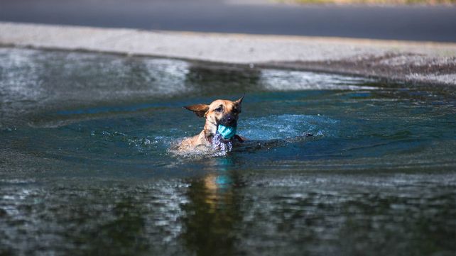 Un perro se lanza en busca de su juguete en un estanque de Rosario