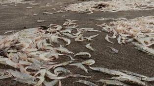 Mar del Plata y una alfombra de camarones que en realidad no lo son