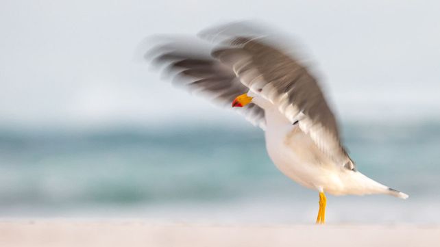 Imágenes ganadoras del concurso Bird Photographer of the Year 2020