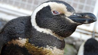 Aparecieron 20 ping&uuml;inos empetrolados en la Pen&iacute;nsula Vald&eacute;s