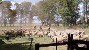 Sector ovino. Entre las principales recomendaciones, los especialistas hacen hincapié en asegurar que las ovejas tengan acceso adecuado a alimento, agua y refugio.