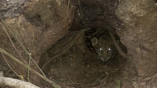 En los esteros del Iberá nacieron dos yaguaretés silvestres