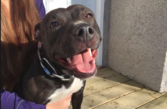 Segundo ataque en 24 horas: un perro pitbull mordió en la cara a un niño de 4 años en Santa Fe Segundo ataque en 24 horas: un perro pitbull mordió en la cara a un niño de 4 años en Santa Fe